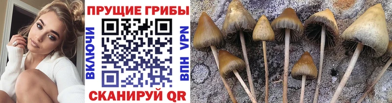 Галлюциногенные грибы Psilocybe Шенкурск